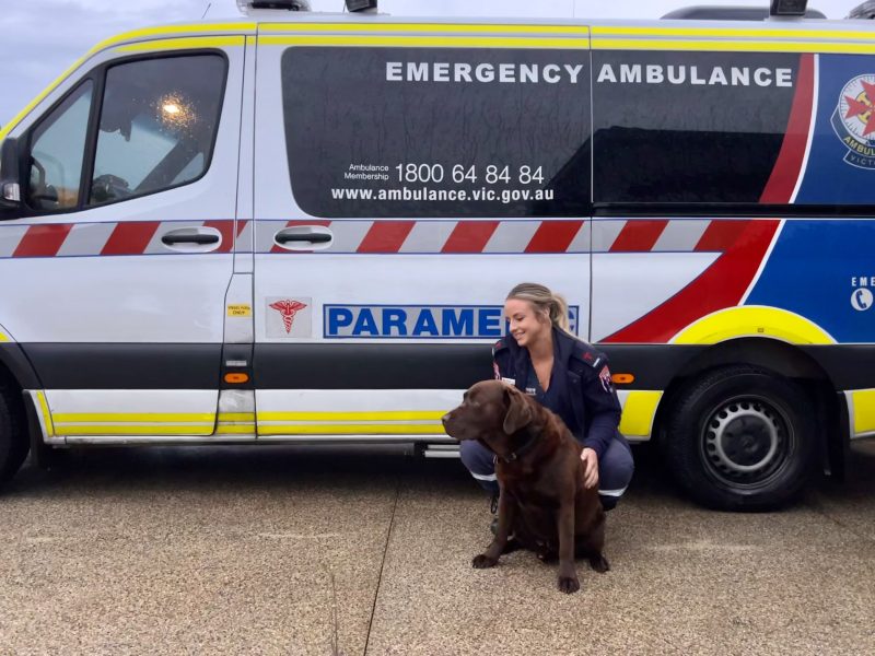 A woman paramedic and a brown labrador in front of an ambulance.